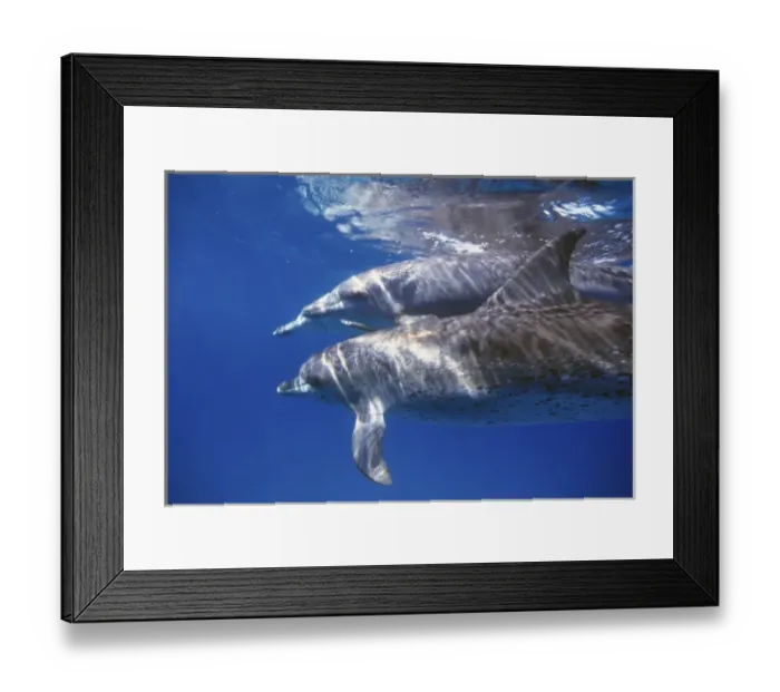 Framed Print : Atlantic spotted dolphins. Bimini, Bahamas