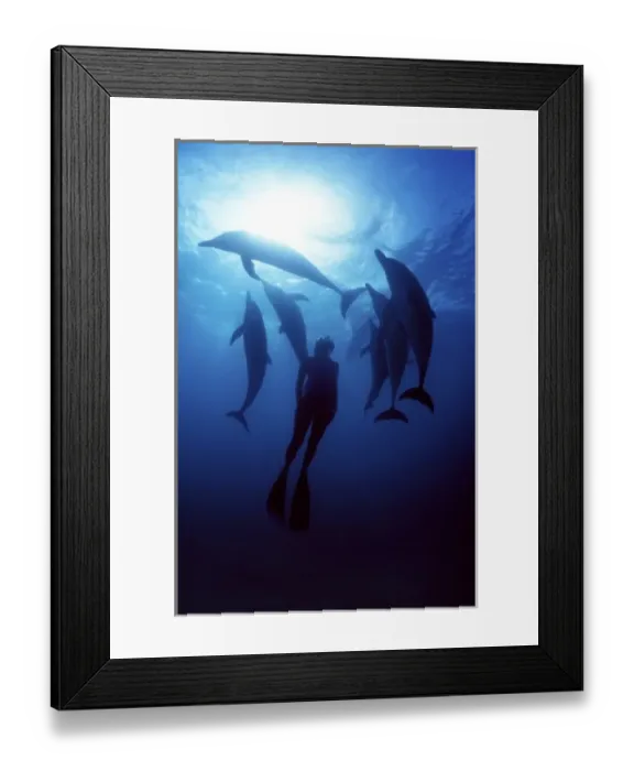 Framed Print : Atlantic spotted dolphins. Bimini, Bahamas. (MR) Framed Print : Atlantic spotted dolphins. Bimini, Bahamas. (MR)