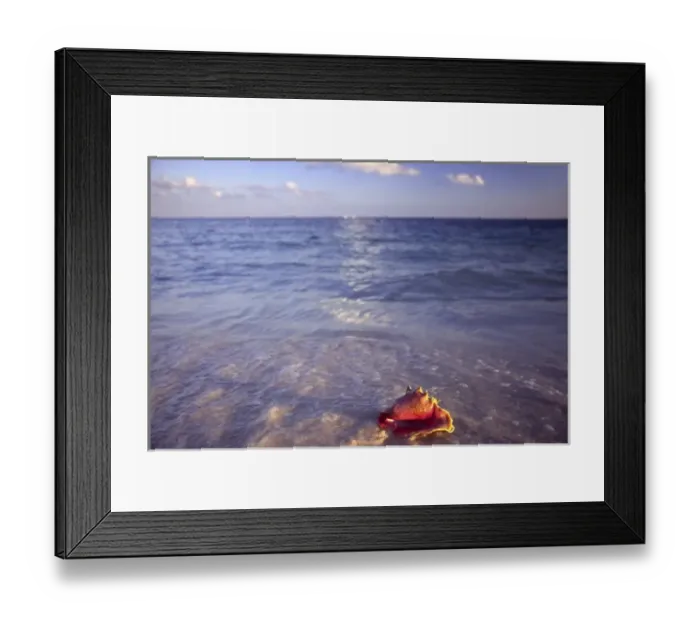 Framed Print : Conch Shell on the beach on Grand Bahama Island, Bahamas Framed Print : Conch Shell on the beach on Grand Bahama Island, Bahamas