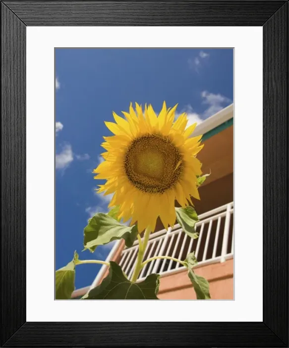 Framed Print : Sunflower outside the Bimini sands resort, South Bimini, Bahamas Framed Print : Sunflower outside the Bimini sands resort, South Bimini, Bahamas