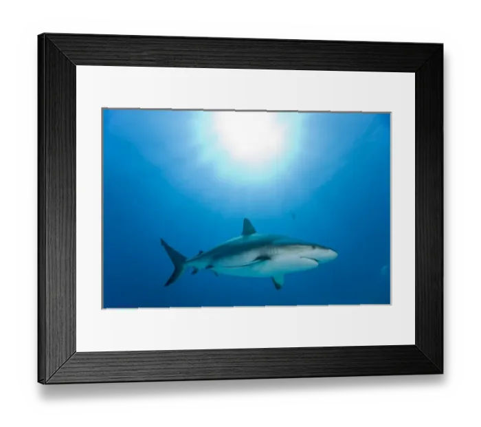 Framed Print : Bahamas, Grand Bahama Island, Freeport, Underwater view of Caribbean Reef Shark Framed Print : Bahamas, Grand Bahama Island, Freeport, Underwater view of Caribbean Reef Shark