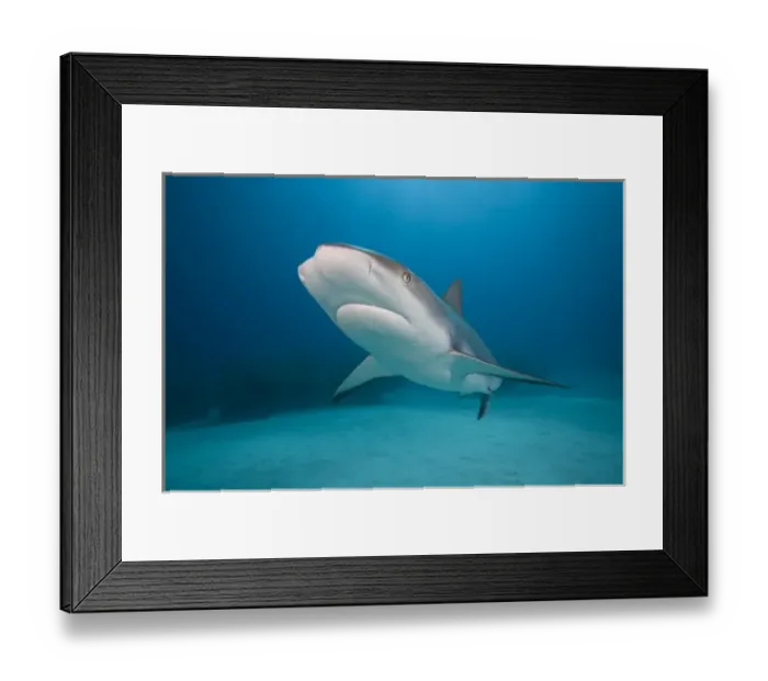 Framed Print : Bahamas, Grand Bahama Island, Freeport, Underwater view of Caribbean Reef Shark Framed Print : Bahamas, Grand Bahama Island, Freeport, Underwater view of Caribbean Reef Shark
