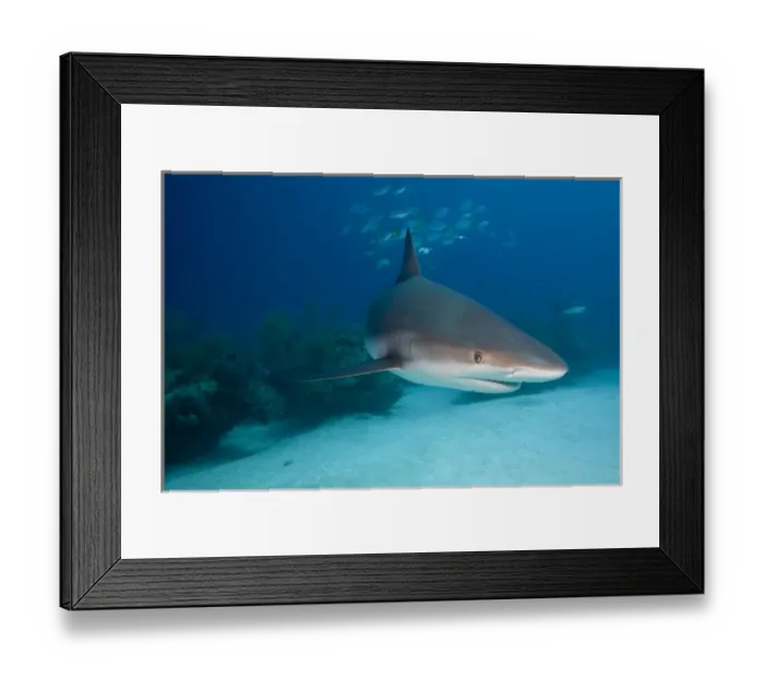 Framed Print : Bahamas, Grand Bahama Island, Freeport, Underwater view of Caribbean Reef Shark
