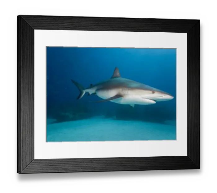 Framed Print : Bahamas, Grand Bahama Island, Freeport, Underwater view of Caribbean Reef Shark Framed Print : Bahamas, Grand Bahama Island, Freeport, Underwater view of Caribbean Reef Shark