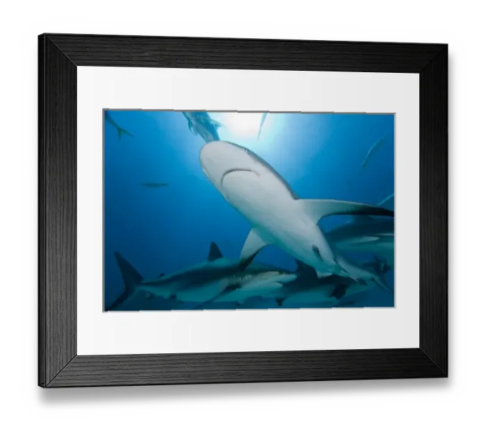 Framed Print : Bahamas, Grand Bahama Island, Freeport, Underwater view of Caribbean Reef Sharks Framed Print : Bahamas, Grand Bahama Island, Freeport, Underwater view of Caribbean Reef Sharks