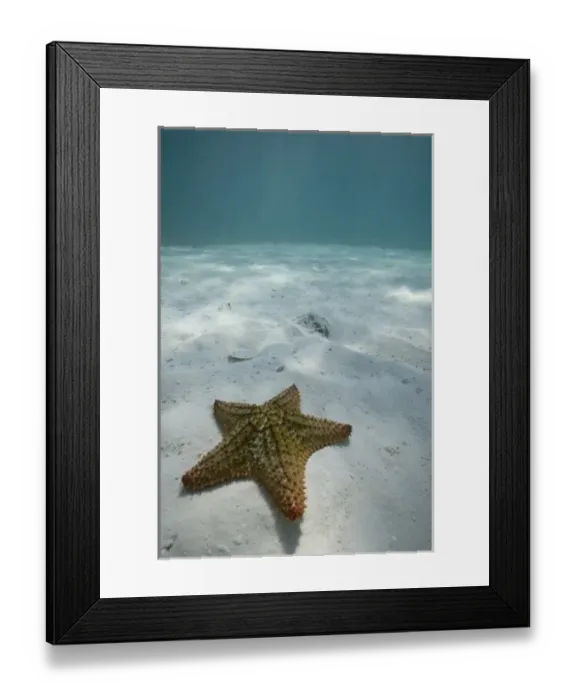 Framed Print : Bahamas, Grand Bahama Island, Freeport, Underwater view of sea star near Golden Rock Framed Print : Bahamas, Grand Bahama Island, Freeport, Underwater view of sea star near Golden Rock