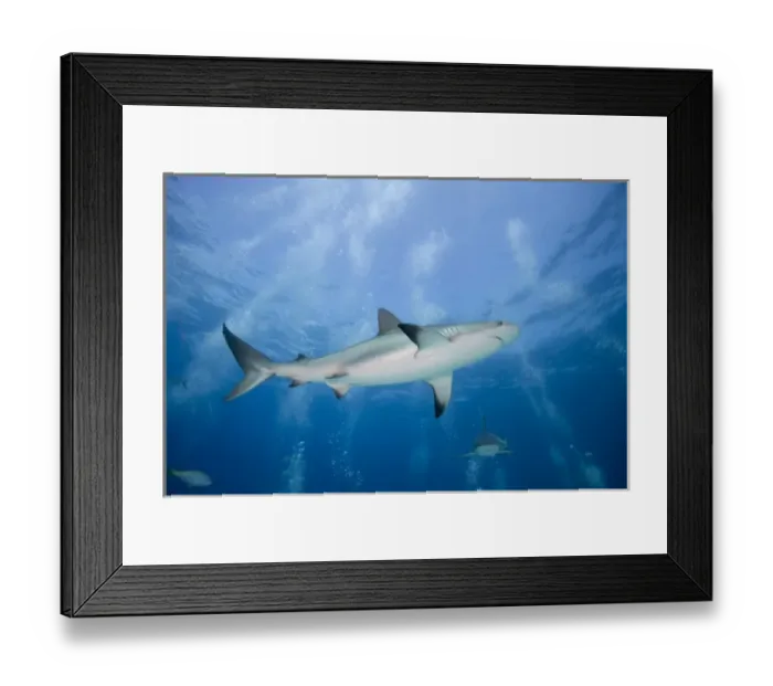 Framed Print : Bahamas, New Providence Island, Caribbean Reef Sharks (Carcharhinus perezi) swimming Framed Print : Bahamas, New Providence Island, Caribbean Reef Sharks (Carcharhinus perezi) swimming