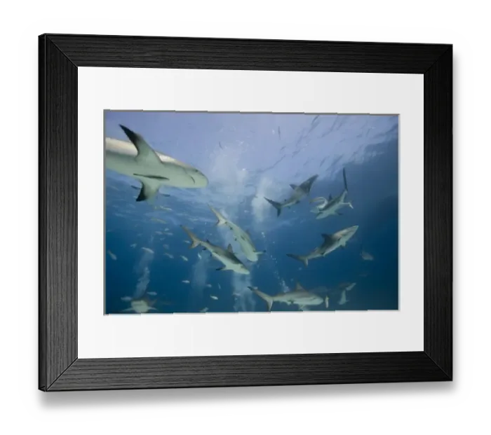 Framed Print : Bahamas, New Providence Island, Caribbean Reef Sharks (Carcharhinus perezi) swimming Framed Print : Bahamas, New Providence Island, Caribbean Reef Sharks (Carcharhinus perezi) swimming