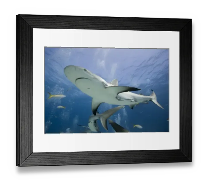 Framed Print : Bahamas, New Providence Island, Caribbean Reef Sharks (Carcharhinus perezi) swimming Framed Print : Bahamas, New Providence Island, Caribbean Reef Sharks (Carcharhinus perezi) swimming
