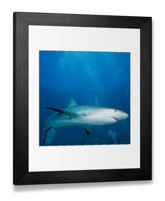 Framed Print : Bahamas, New Providence Island, Caribbean Reef Sharks (Carcharhinus perezi) swimming