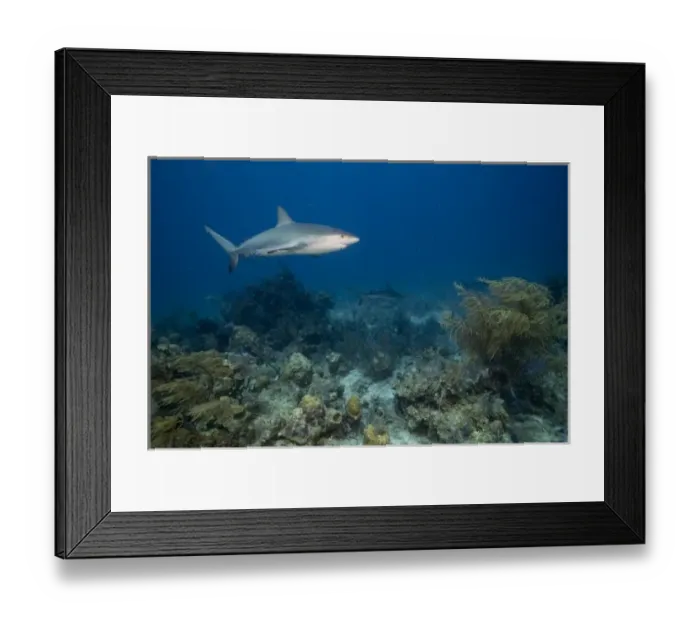 Framed Print : Bahamas, New Providence Island, Caribbean Reef Sharks (Carcharhinus perezi) swimming