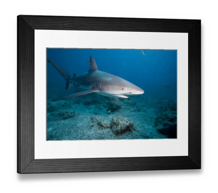 Framed Print : Bahamas, New Providence Island, Caribbean Reef Sharks (Carcharhinus perezi) swimming Framed Print : Bahamas, New Providence Island, Caribbean Reef Sharks (Carcharhinus perezi) swimming