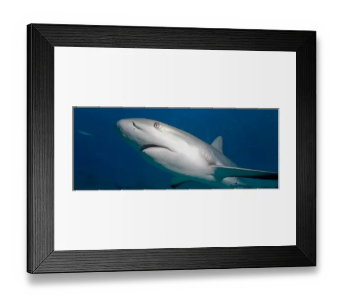 Framed Print : Bahamas, New Providence Island, Caribbean Reef Sharks (Carcharhinus perezi) swimming Framed Print : Bahamas, New Providence Island, Caribbean Reef Sharks (Carcharhinus perezi) swimming