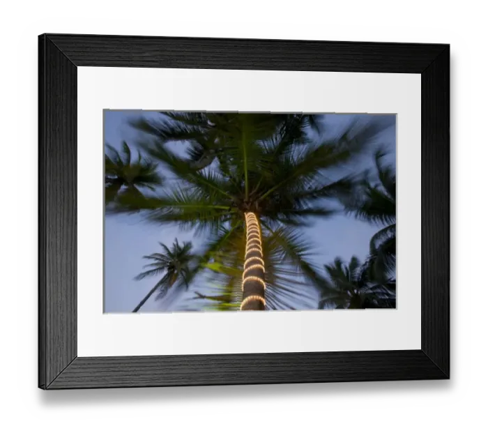 Framed Print : Bahamas, New Providence Island, Lights wrapped around palm trees along beach at Wyndham Framed Print : Bahamas, New Providence Island, Lights wrapped around palm trees along beach at Wyndham