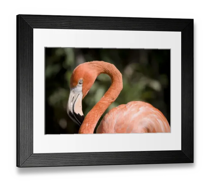 Framed Print : Caribbean, Bahamas