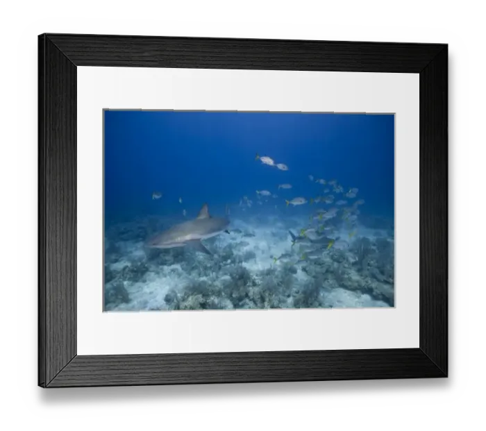 Framed Print : Bahamas, New Providence Island, Underwater view of Caribbean Reef Shark and tropical Framed Print : Bahamas, New Providence Island, Underwater view of Caribbean Reef Shark and tropical