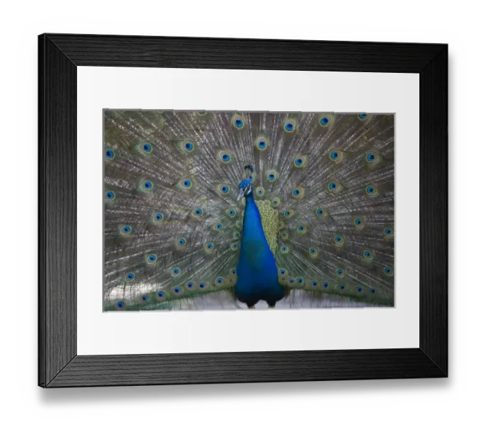 Framed Print : Bahamas, New Providence Island, Nassau, Male Indian Peacock (Pavo cristatus) at Ardastra Gardens