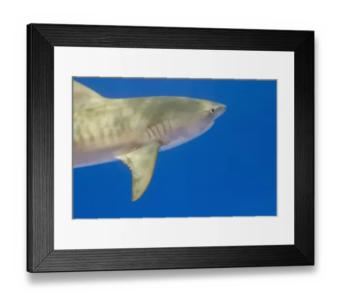 Framed Print : Tiger Shark (Galeocerda cuvier), Northern Bahamas