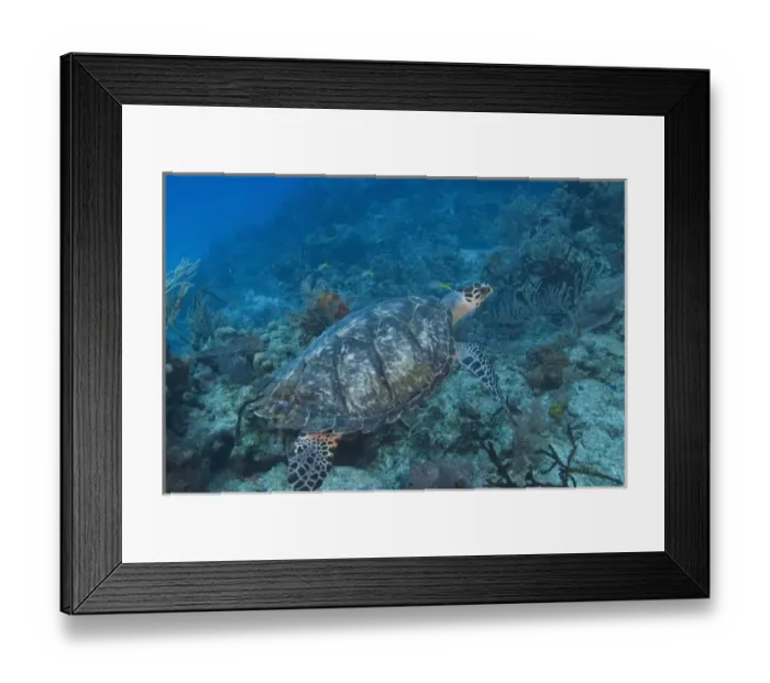 Framed Print : Hawksbill Turtle Northern Bahamas Framed Print : Hawksbill Turtle Northern Bahamas