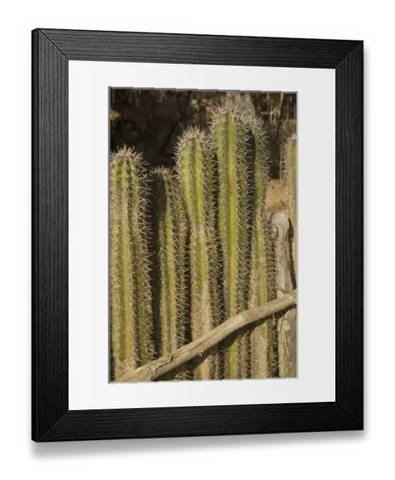 Framed Print : Caribbean, Bonaire Framed Print : Caribbean, Bonaire