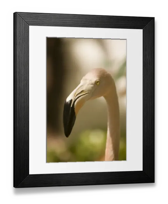 Framed Print : Caribbean, Netherlands Antilles, Bonaire. Caribbean Flamingos (Phoenicopterus ruber ruber) Framed Print : Caribbean, Netherlands Antilles, Bonaire. Caribbean Flamingos (Phoenicopterus ruber ruber)