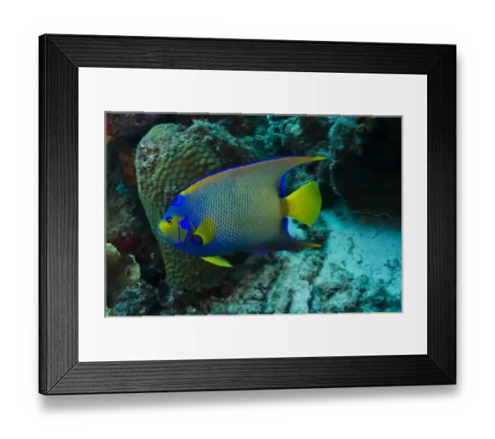 Framed Print : Queen Angelfish (Holacanthus ciliaris), Bonaire, Netherlands Antilles, Caribbean
