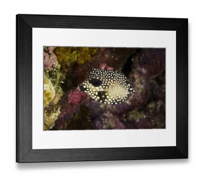 Framed Print : Caribbean, Bonaire Framed Print : Caribbean, Bonaire