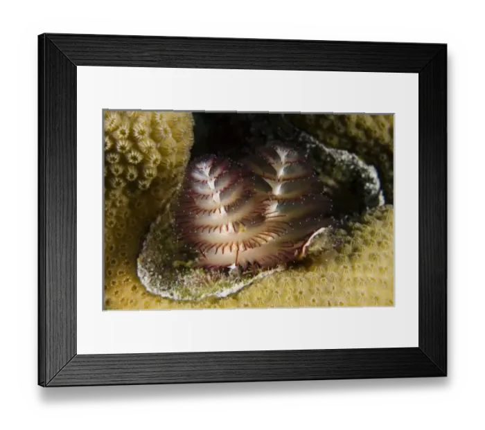 Framed Print : Caribbean, Bonaire Framed Print : Caribbean, Bonaire