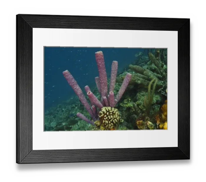 Framed Print : Stove-pipe Sponge (Aplysina archeri), Bonaire, Netherlands Antilles, Caribbean