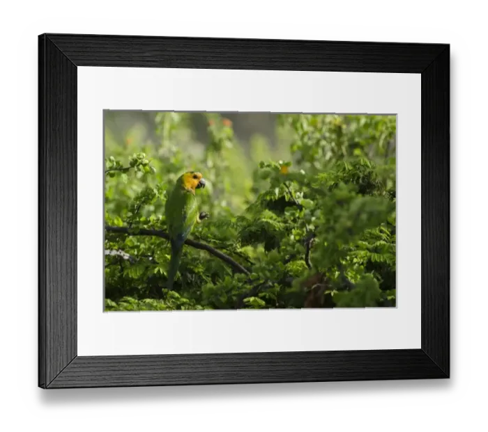 Framed Print : Caribbean, Bonaire
