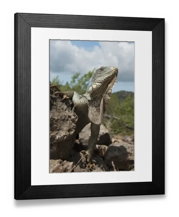 Framed Print : Caribbean, Bonaire Framed Print : Caribbean, Bonaire