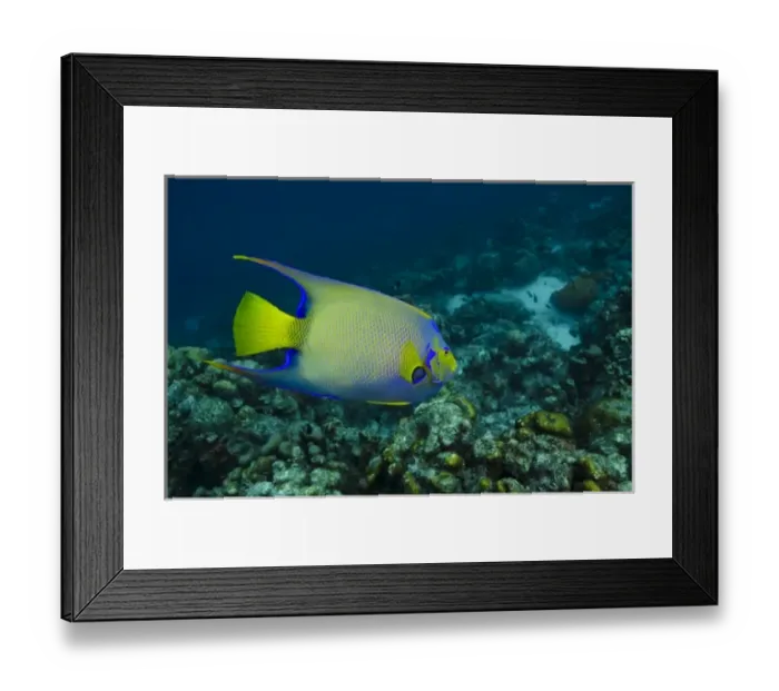 Framed Print : Caribbean, Bonaire Framed Print : Caribbean, Bonaire
