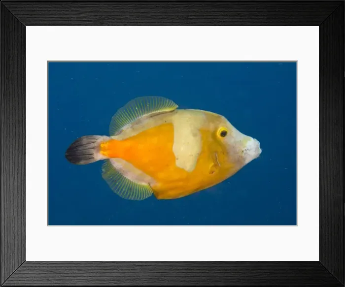 Framed Print : Whitespotted Filefish Orange Phase Framed Print : Whitespotted Filefish Orange Phase