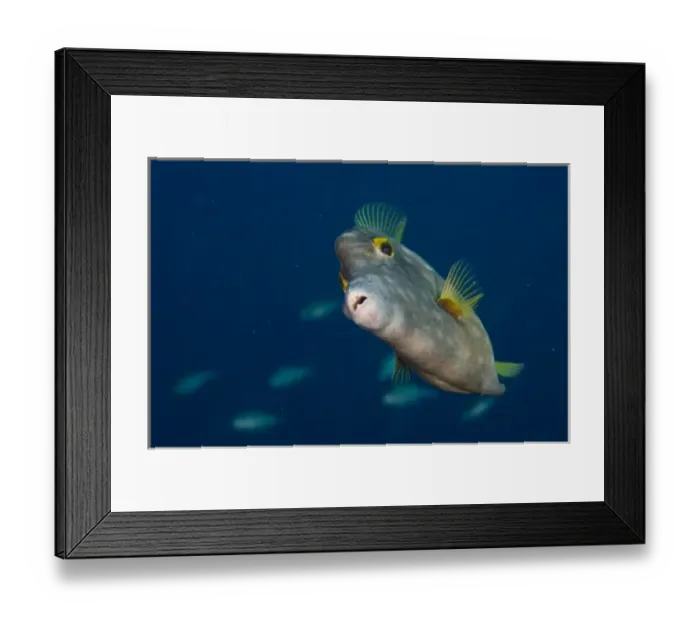 Framed Print : Whitespotted Filefish (Cantherhines macrocerus), Bonaire, Netherlands Antilles, Caribbean Framed Print : Whitespotted Filefish (Cantherhines macrocerus), Bonaire, Netherlands Antilles, Caribbean