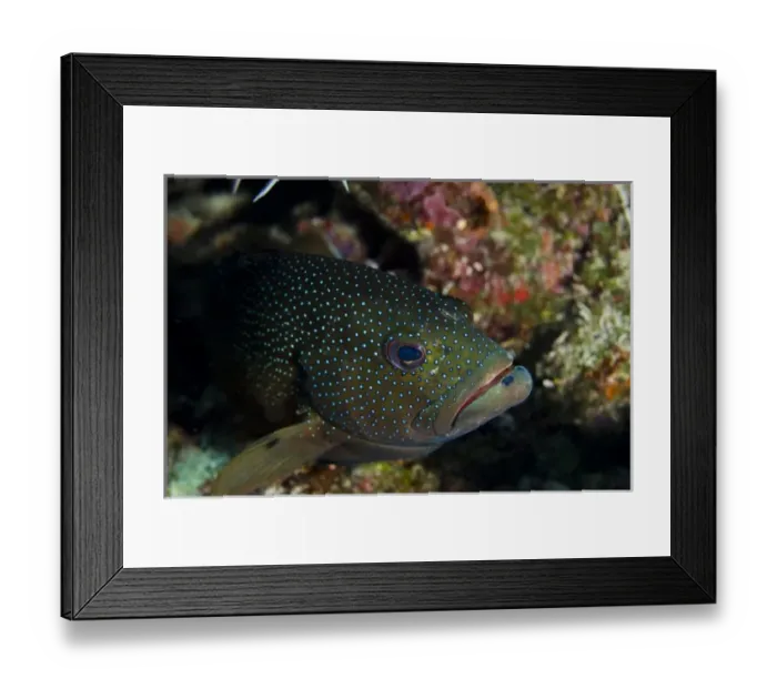 Framed Print : Coney (Cephalopholis fulva), Bonaire, Netherlands Antilles, Caribbean
