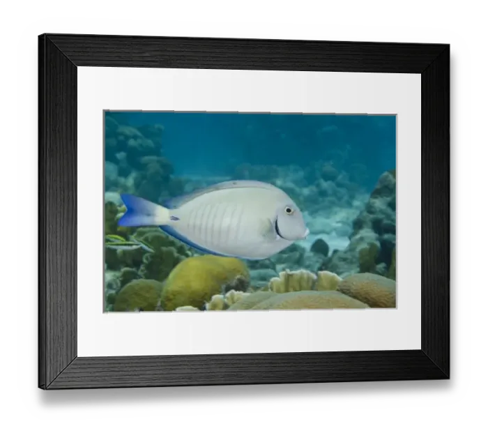 Framed Print : Ocean Surgeonfish (Acanthurus bahianus), Bonaire, Netherlands Antilles, Caribbean Framed Print : Ocean Surgeonfish (Acanthurus bahianus), Bonaire, Netherlands Antilles, Caribbean