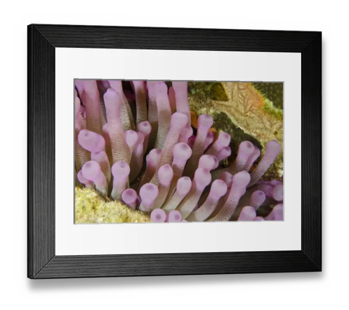 Framed Print : Giant Anemone (Condylactis gigantea), Bonaire, Netherlands Antilles, Caribbean Framed Print : Giant Anemone (Condylactis gigantea), Bonaire, Netherlands Antilles, Caribbean