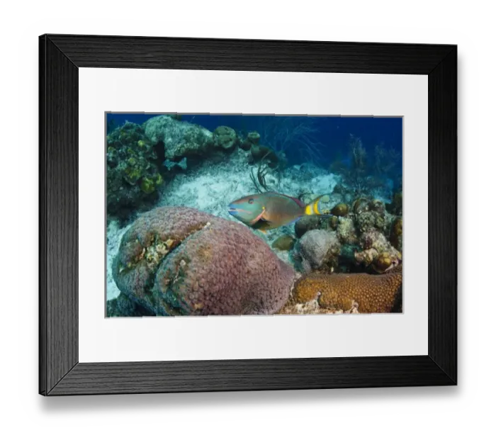Framed Print : Stoplight Parrotfish (Sparisoma viride), Bonaire, Netherlands Antilles, Caribbean