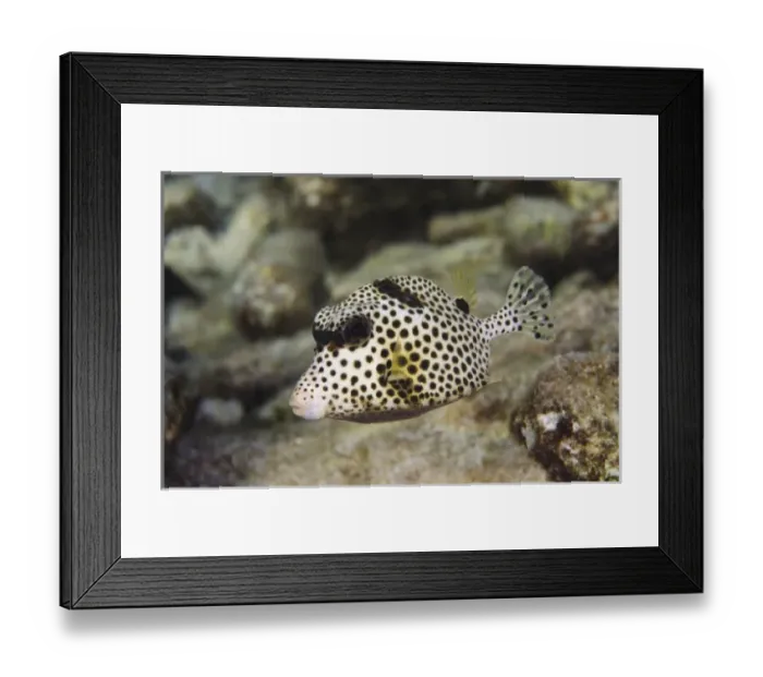 Framed Print : Caribbean, Bonaire