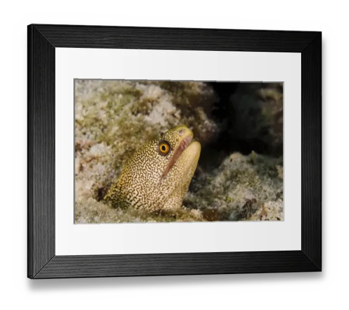 Framed Print : Caribbean, Bonaire