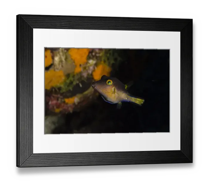 Framed Print : Sharpnose Puffer (Canthigaster rostrata), Bonaire, Netherlands Antilles, Caribbean Framed Print : Sharpnose Puffer (Canthigaster rostrata), Bonaire, Netherlands Antilles, Caribbean