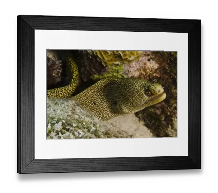 Framed Print : Caribbean, Bonaire