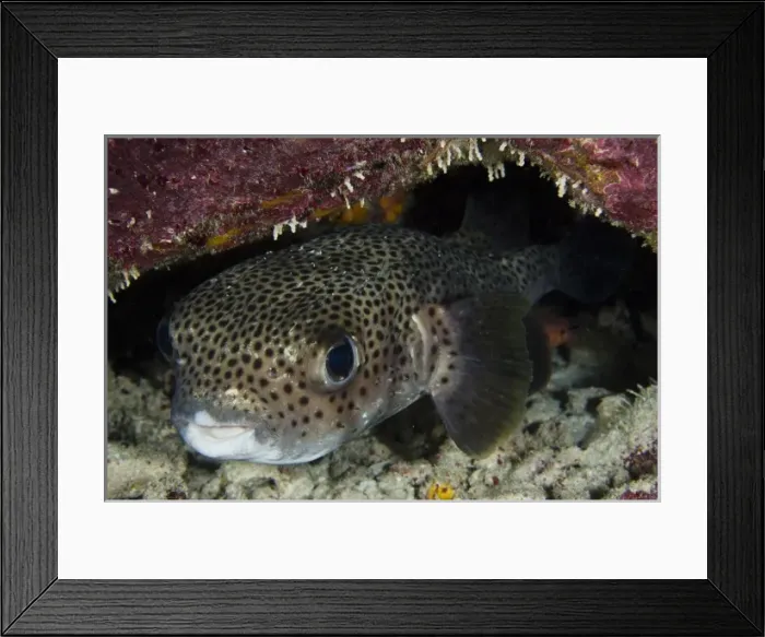 Framed Print : Porcupine Fish (Diodon hystrix), Bonaire, Netherlands Antilles, Caribbean