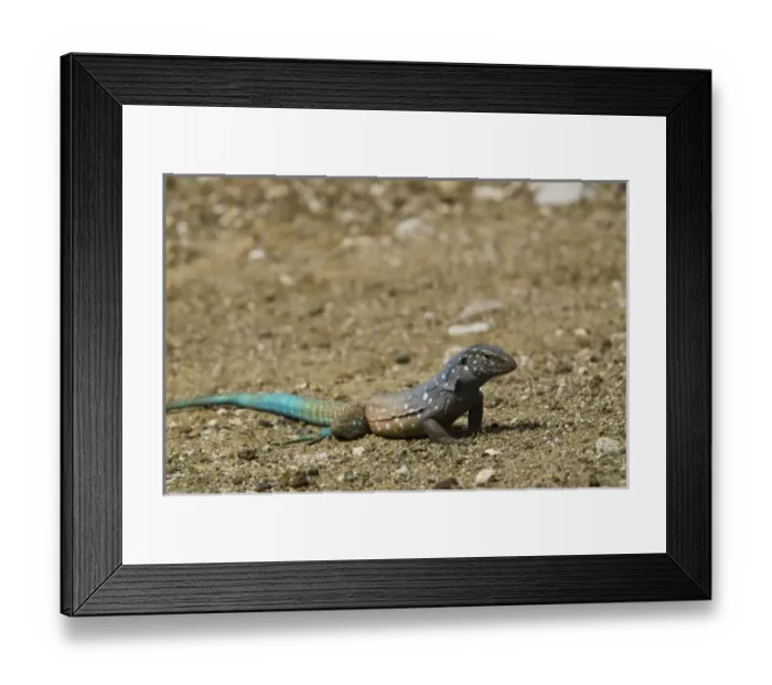 Framed Print : Caribbean, Bonaire