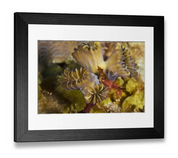 Framed Print : Caribbean, Bonaire