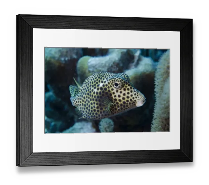 Framed Print : Spotted Trunkfish (Lactophrys bicaudalis), Bonaire, Netherlands Antilles, Caribbean Framed Print : Spotted Trunkfish (Lactophrys bicaudalis), Bonaire, Netherlands Antilles, Caribbean