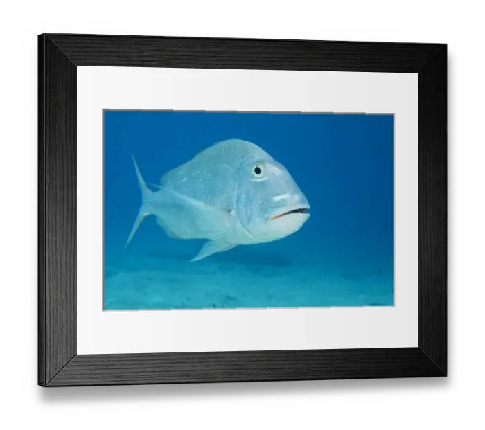 Framed Print : Jolthead Porgy (Calamus bajonado), Bonaire, Netherlands Antilles, Caribbean