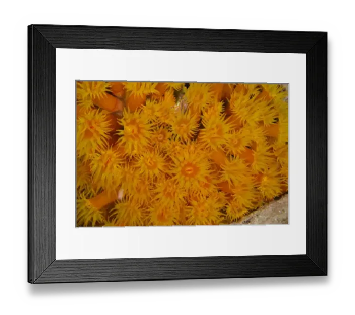 Framed Print : Orange Cup Coral (Tubastraea coccinea), Bonaire, Netherlands Antilles, Caribbean Framed Print : Orange Cup Coral (Tubastraea coccinea), Bonaire, Netherlands Antilles, Caribbean
