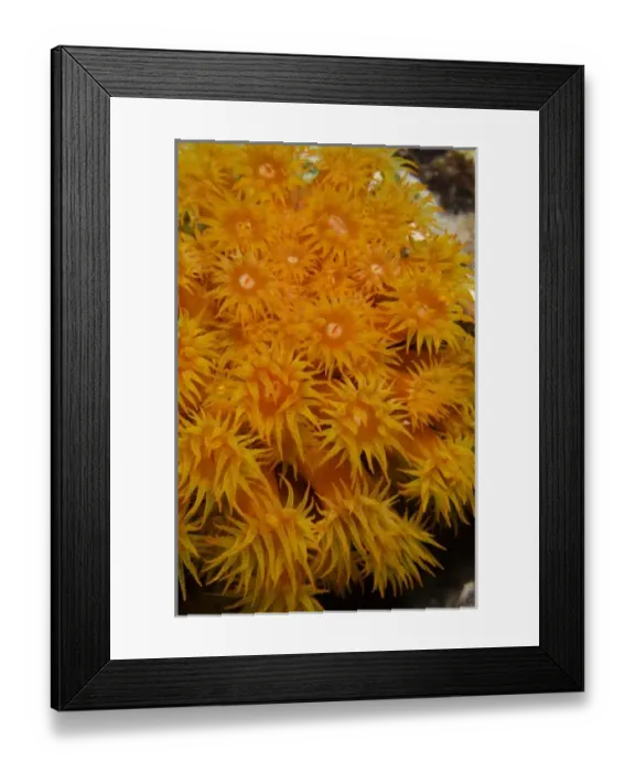 Framed Print : Orange Cup Coral (Tubastraea coccinea), Bonaire, Netherlands Antilles, Caribbean Framed Print : Orange Cup Coral (Tubastraea coccinea), Bonaire, Netherlands Antilles, Caribbean