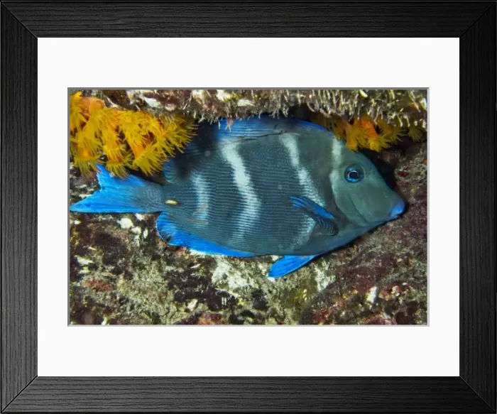 Framed Print : Caribbean, Bonaire